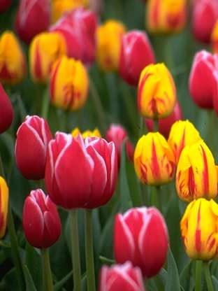 Tulips